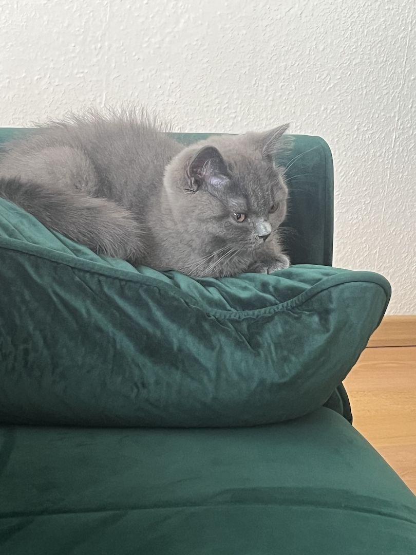 BKH Kitten reinrassig männlich (mit Zubehör)