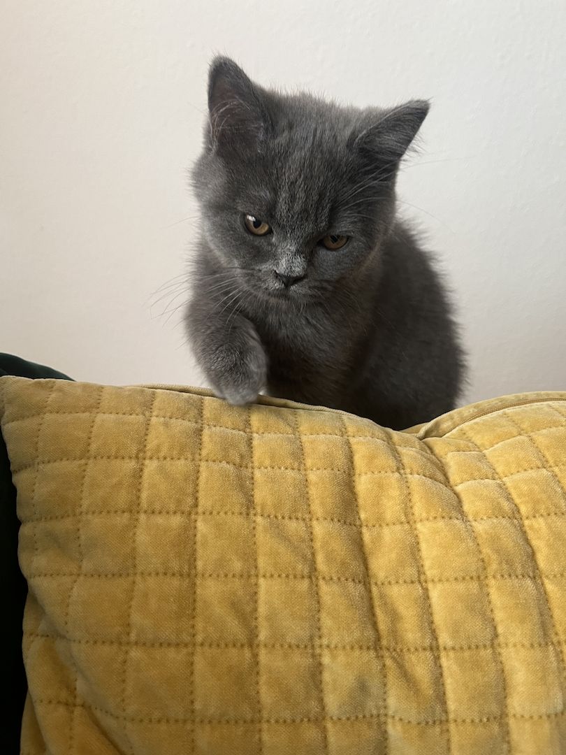 BKH Kitten reinrassig männlich (mit Zubehör)