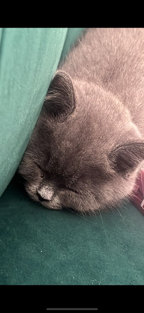 BKH Kitten reinrassig männlich (mit Zubehör)