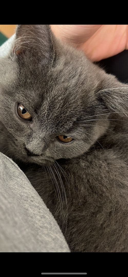 BKH Kitten reinrassig männlich (mit Zubehör)