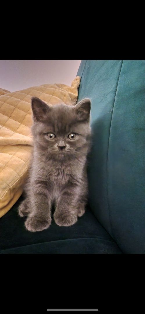 BKH Kitten reinrassig männlich (mit Zubehör)