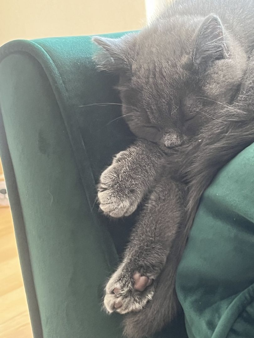 BKH Kitten reinrassig männlich (mit Zubehör)