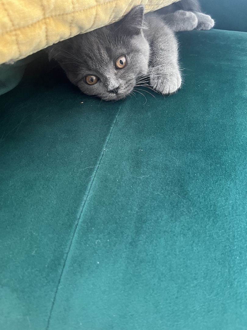 BKH Kitten reinrassig männlich (mit Zubehör)