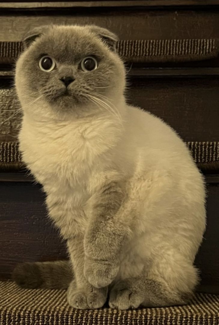 Britisch Kurzhaar Scottish Fold Britisch Kurzhaar Scottish Fold