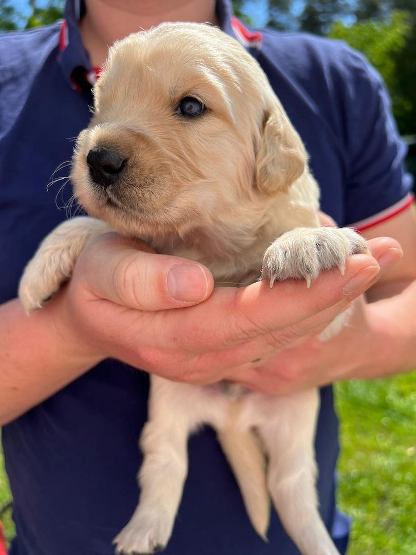 Golden Retriever/ Labrador Welpen