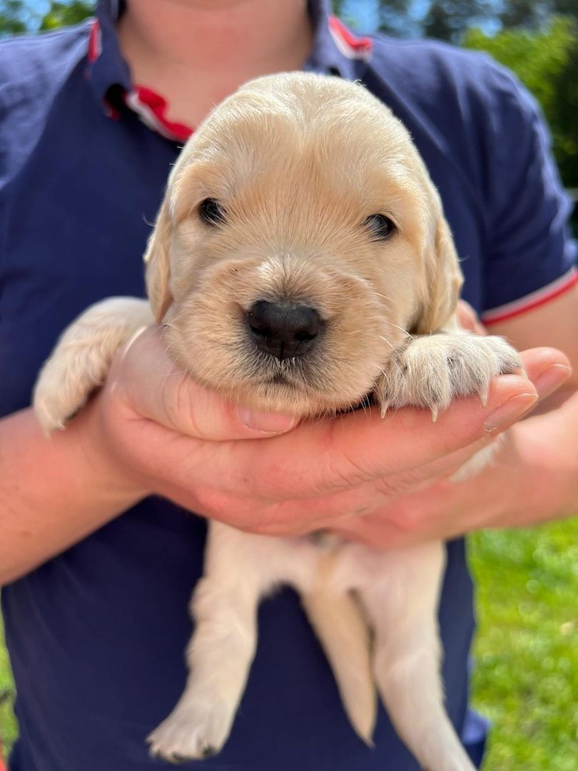 Golden Retriever/ Labrador Welpen