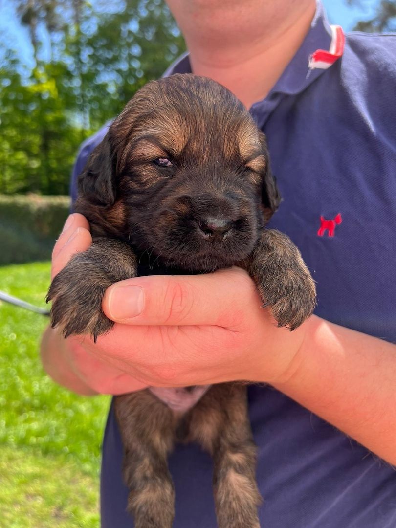 Golden Retriever/ Labrador Welpen