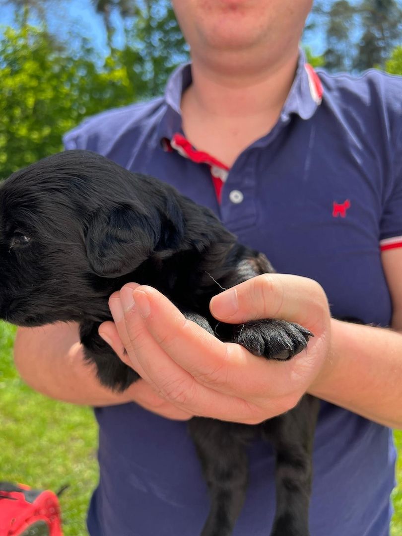 Golden Retriever/ Labrador Welpen
