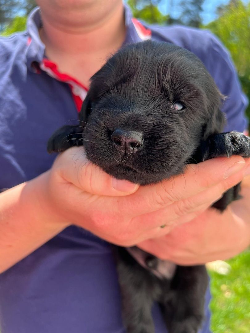 Golden Retriever/ Labrador Welpen