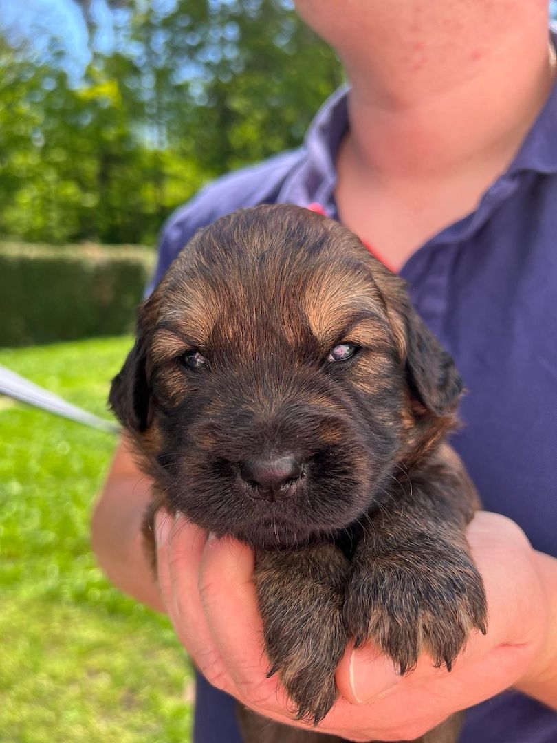 Golden Retriever/ Labrador Welpen