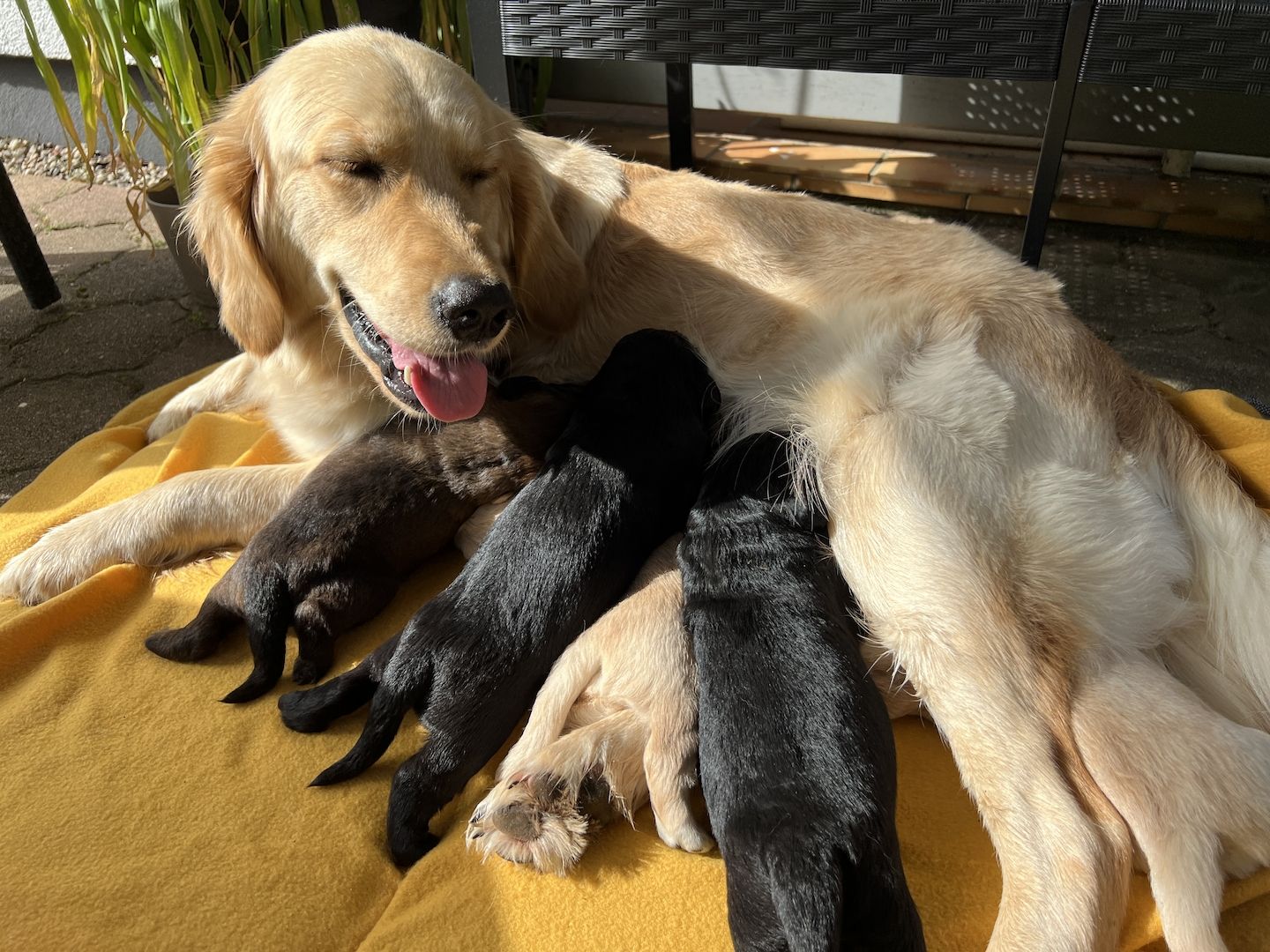 Golden Retriever/ Labrador Welpen
