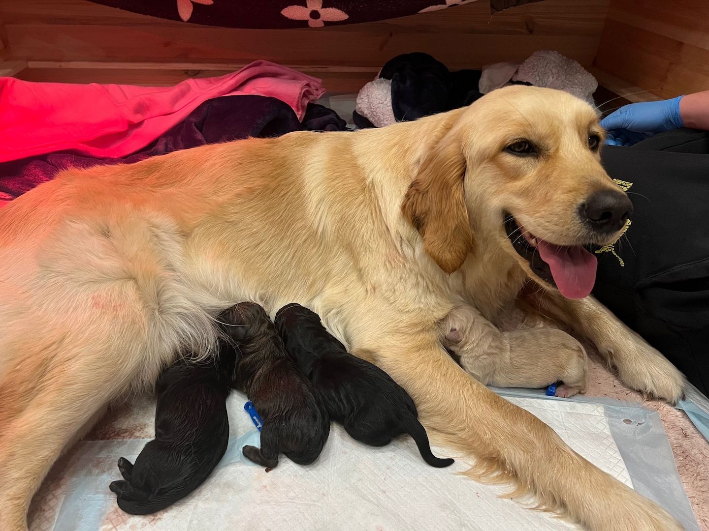 Golden Retriever/ Labrador Welpen