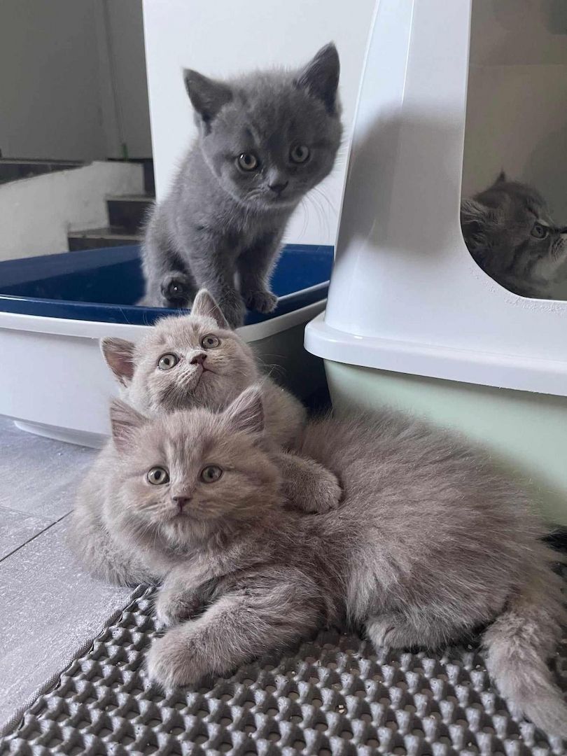 5 süsses Bkh+Blh Kitten zu verkaufen