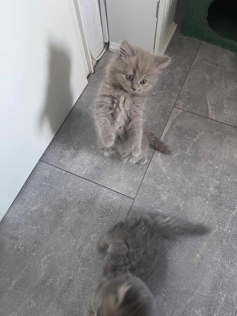 5 süsses Bkh+Blh Kitten zu verkaufen