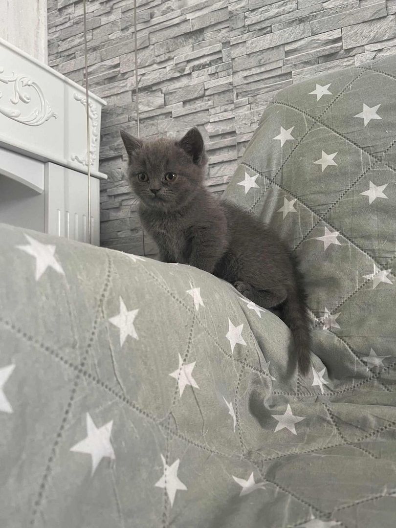 5 süsses Bkh+Blh Kitten zu verkaufen