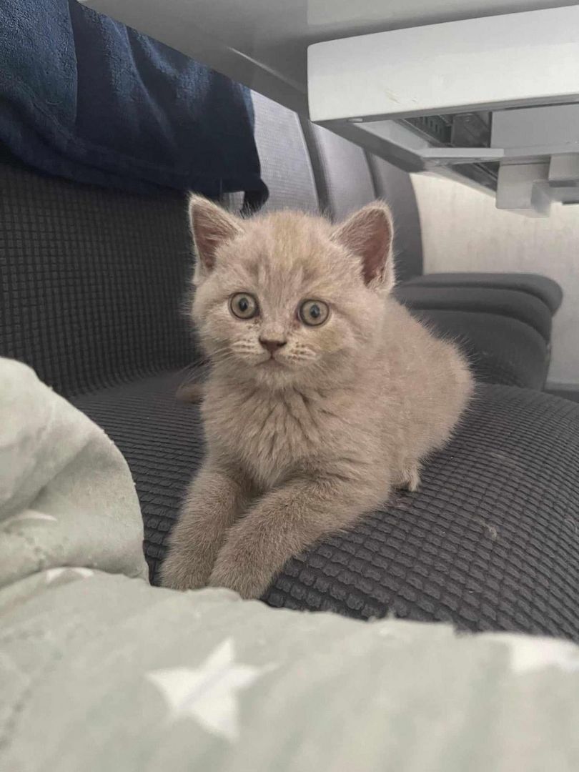 5 süsses Bkh+Blh Kitten zu verkaufen