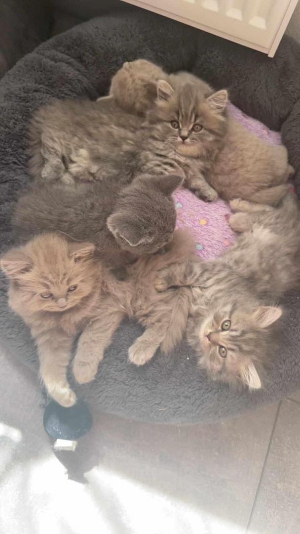5 süsses Bkh+Blh Kitten zu verkaufen