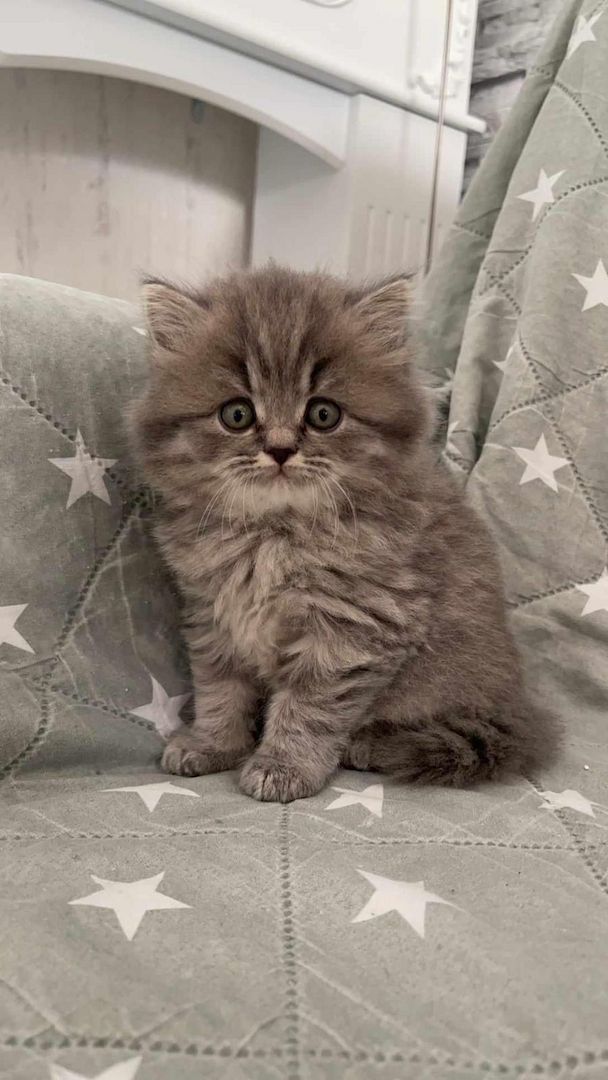 5 süsses Bkh+Blh Kitten zu verkaufen