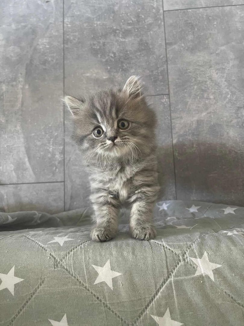 5 süsses Bkh+Blh Kitten zu verkaufen