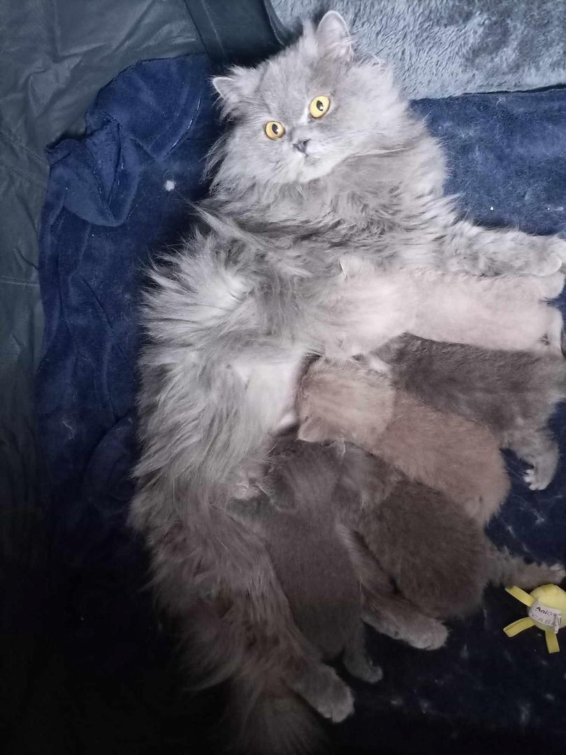 5 süsses Bkh+Blh Kitten zu verkaufen