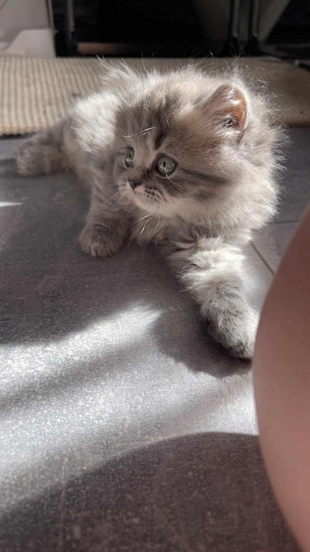 5 süsses Bkh+Blh Kitten zu verkaufen