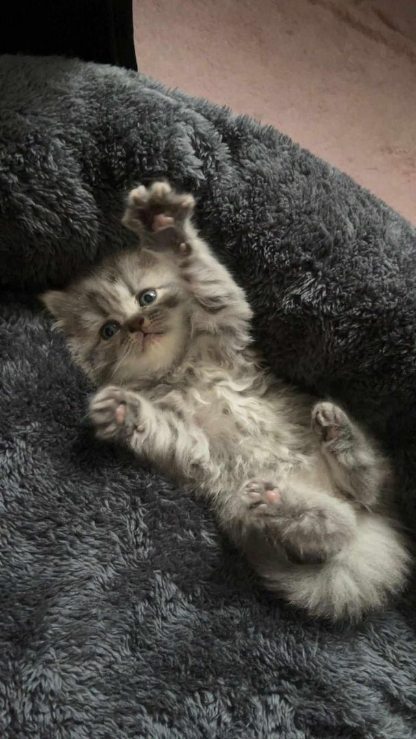 5 süsses Bkh+Blh Kitten zu verkaufen