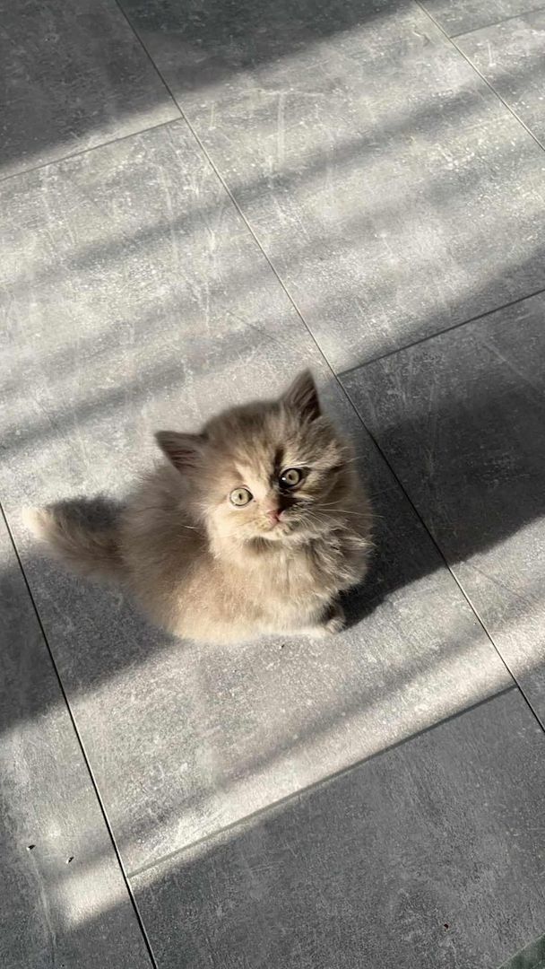 5 süsses Bkh+Blh Kitten zu verkaufen