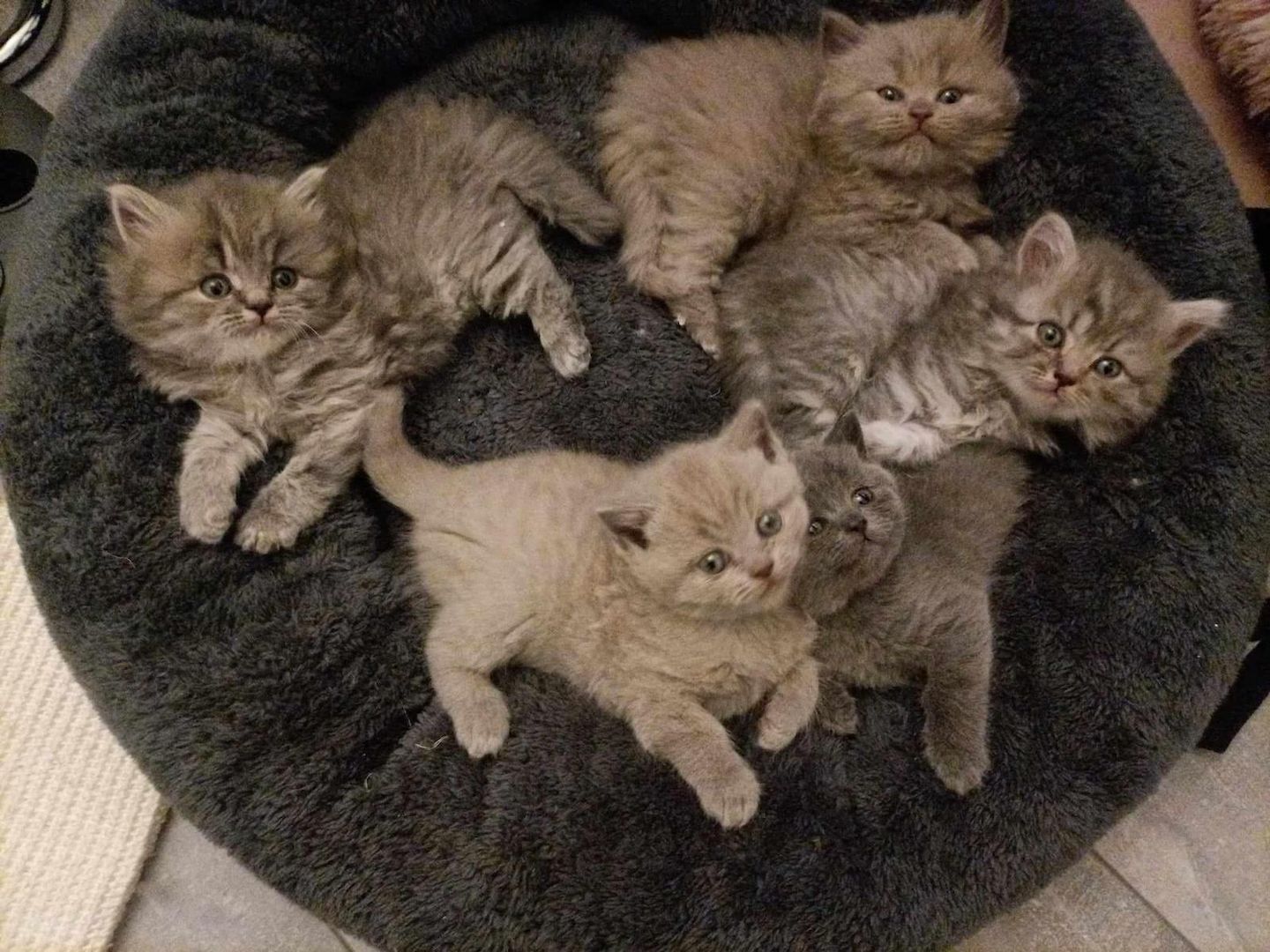 5 süsses Bkh+Blh Kitten zu verkaufen
