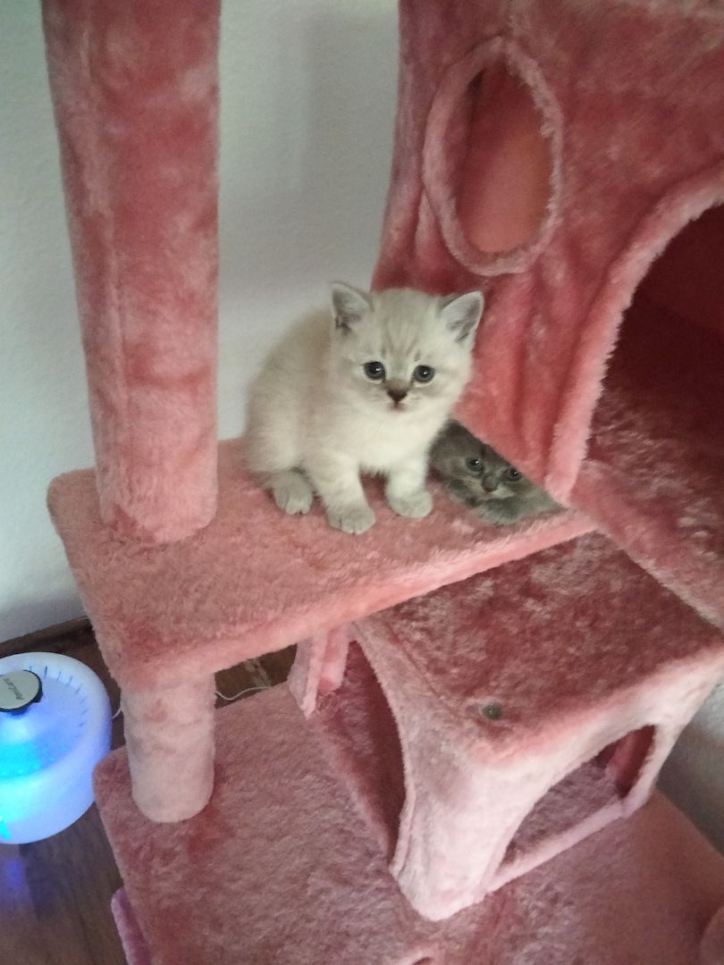 BKH Kitten BKH Kitten