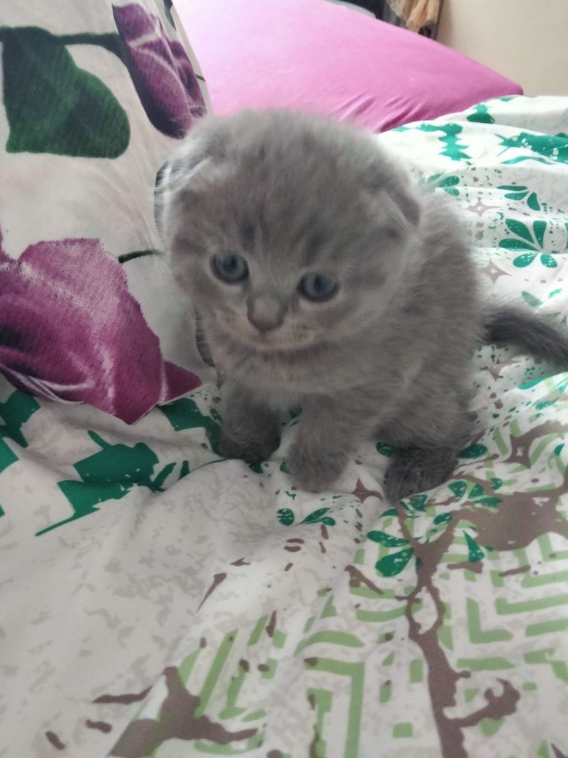 BKH Kitten BKH Kitten