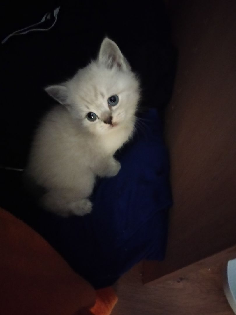 BKH Kitten BKH Kitten