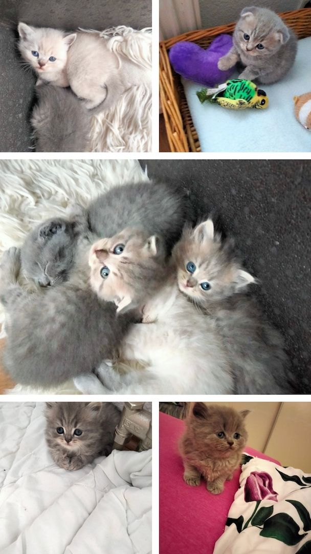 BKH Kitten BKH Kitten