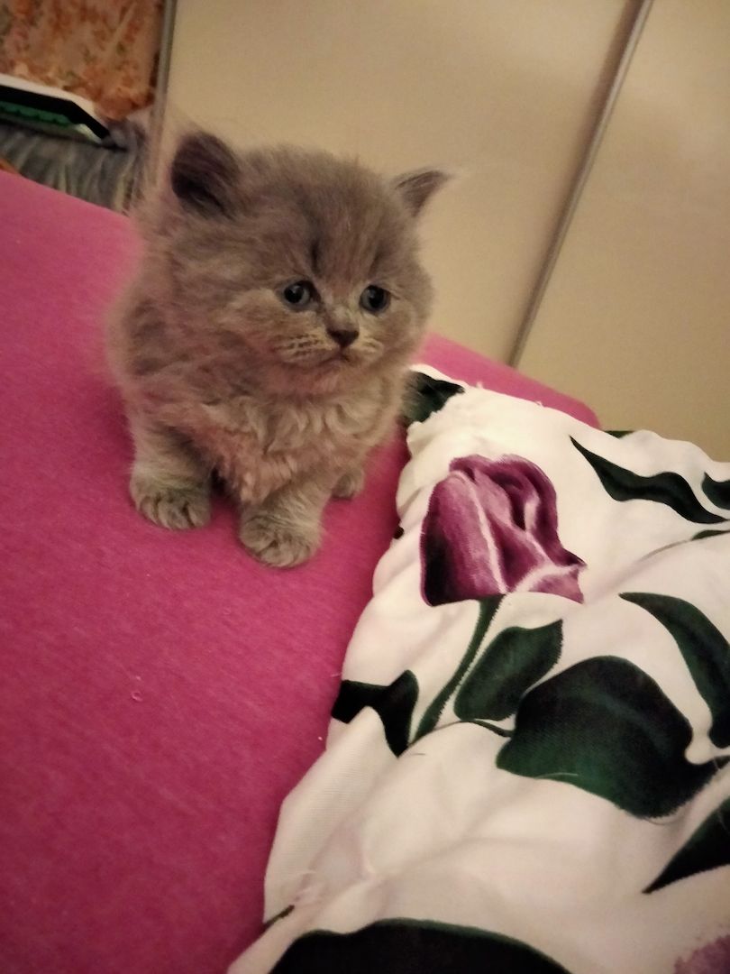 BKH Kitten BKH Kitten