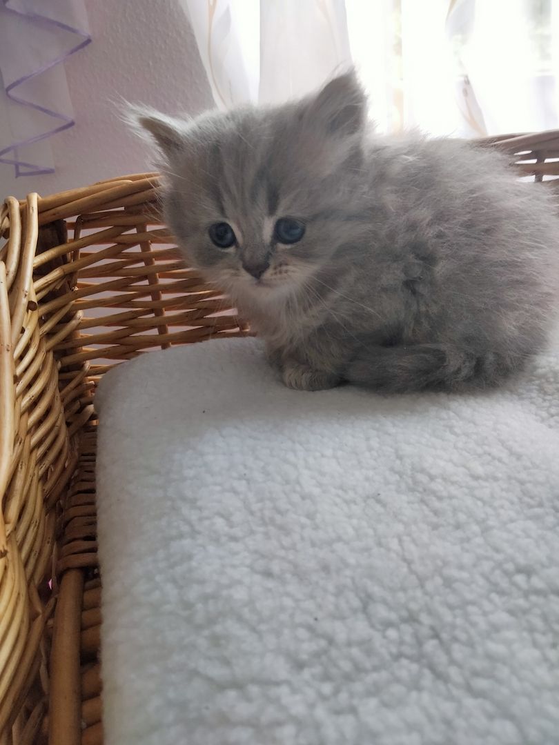 BKH Kitten BKH Kitten