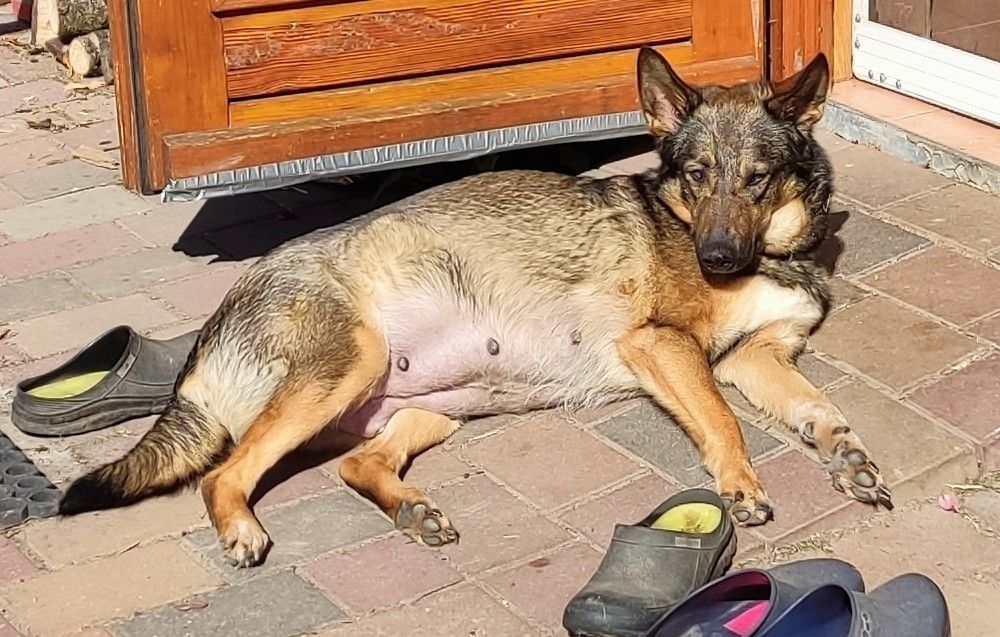 Gelbbacken / Neufundländer-Welpen