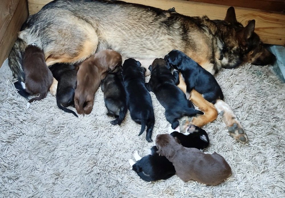 Gelbbacken / Neufundländer-Welpen