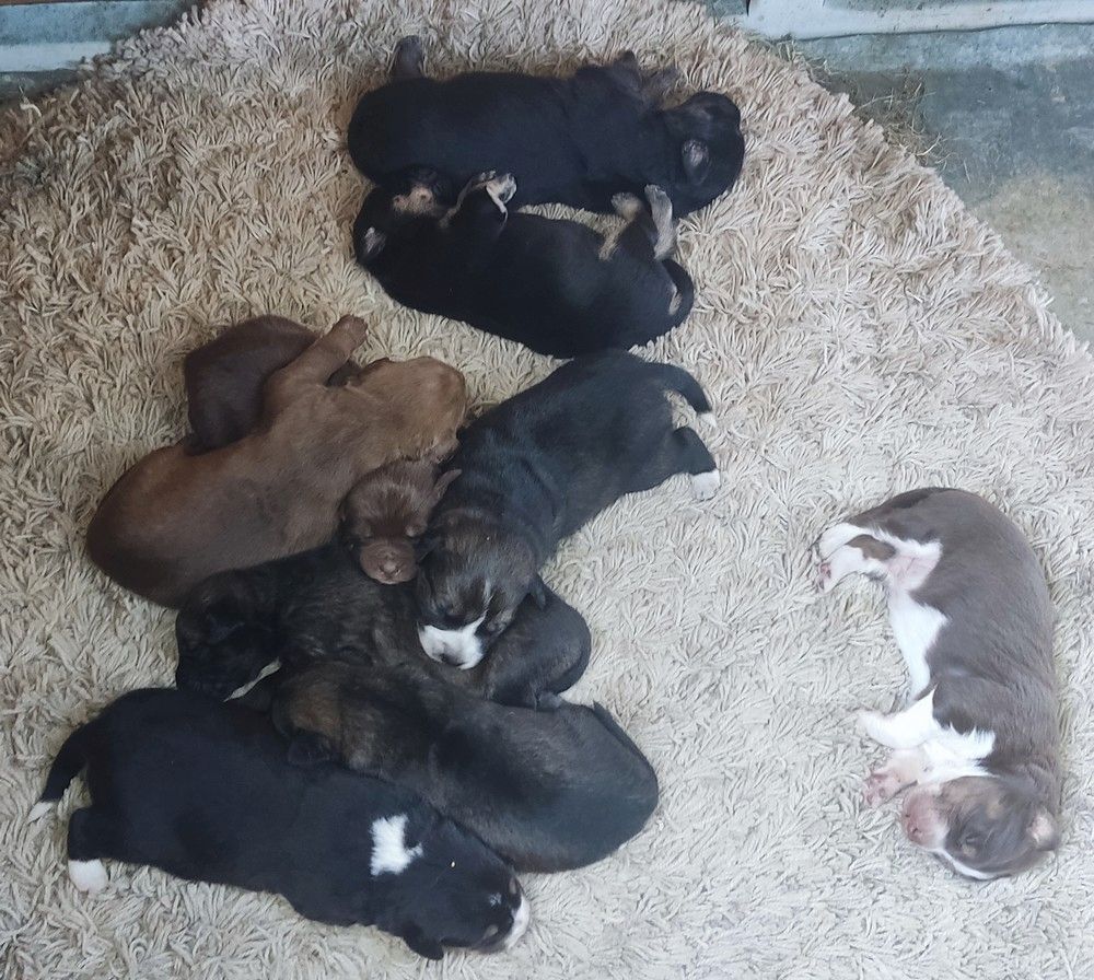 Gelbbacken / Neufundländer-Welpen