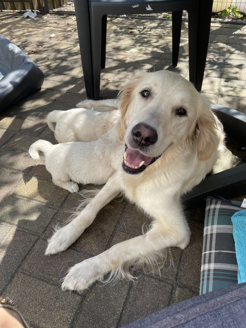 Golden Retriever Welpen Golden Retriever Welpen