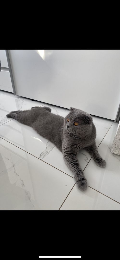 Dringend! Zuhause gesucht für unsere beiden Katzen