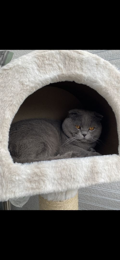 Dringend! Zuhause gesucht für unsere beiden Katzen