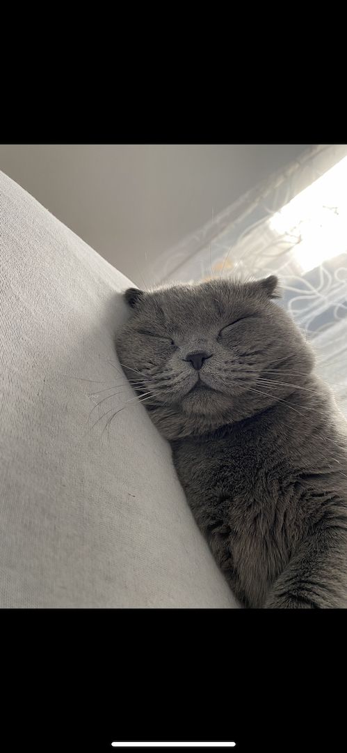 Dringend! Zuhause gesucht für unsere beiden Katzen