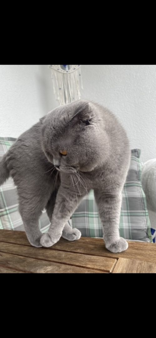 Dringend! Zuhause gesucht für unsere beiden Katzen