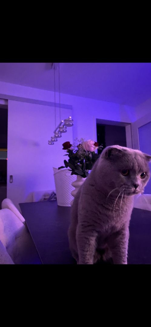 Dringend! Zuhause gesucht für unsere beiden Katzen