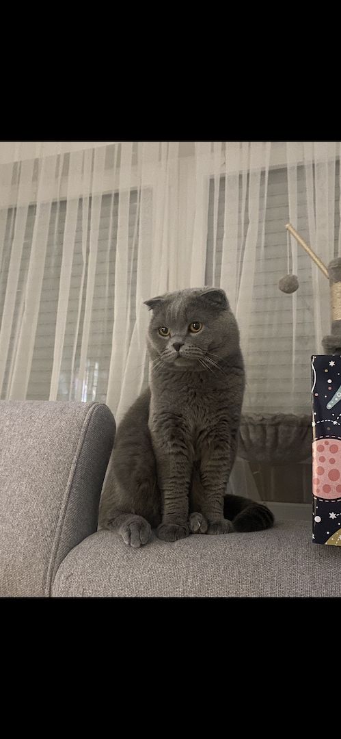 Dringend! Zuhause gesucht für unsere beiden Katzen