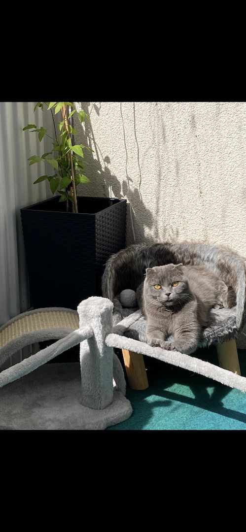 Dringend! Zuhause gesucht für unsere beiden Katzen