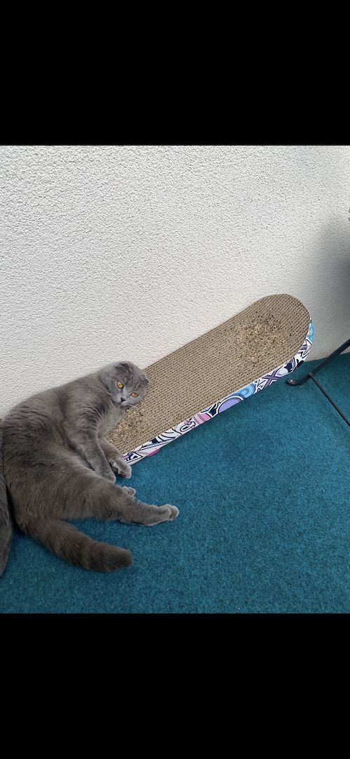 Dringend! Zuhause gesucht für unsere beiden Katzen