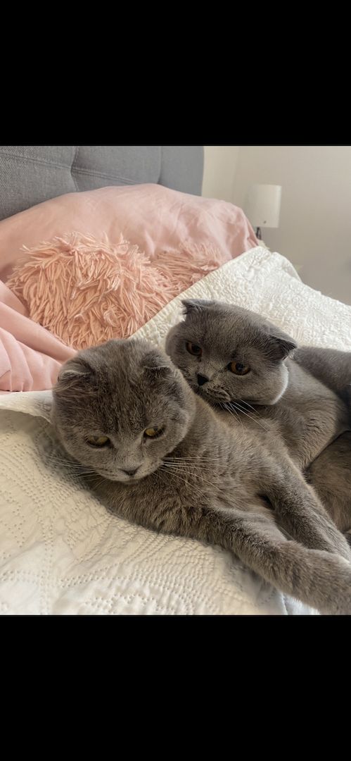 Dringend! Zuhause gesucht für unsere beiden Katzen