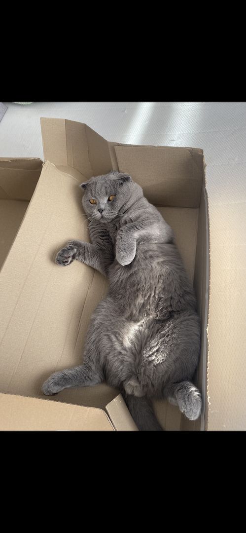 Dringend! Zuhause gesucht für unsere beiden Katzen