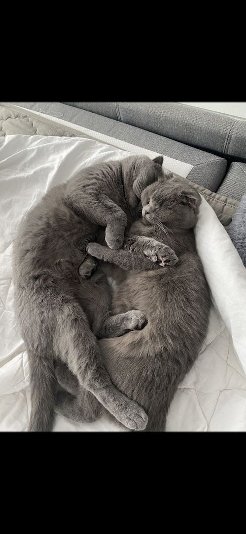 Dringend! Zuhause gesucht für unsere beiden Katzen