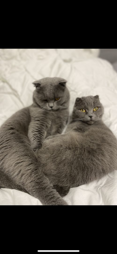 Dringend! Zuhause gesucht für unsere beiden Katzen